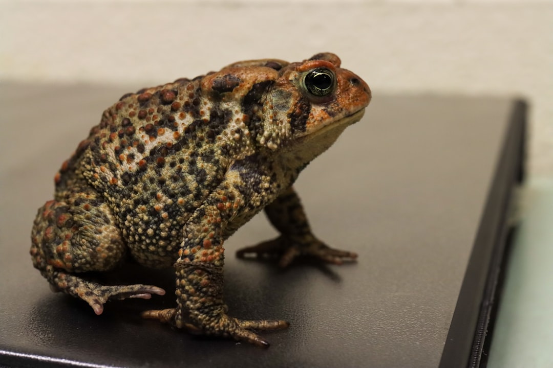 Toad