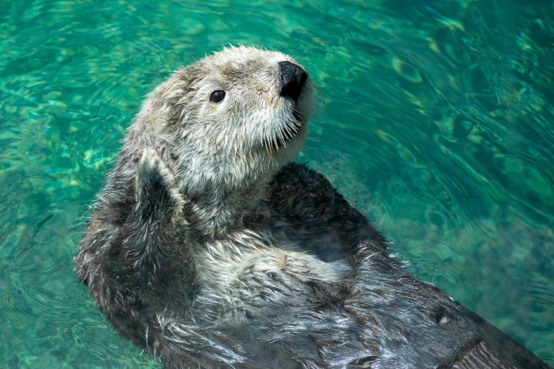Otter