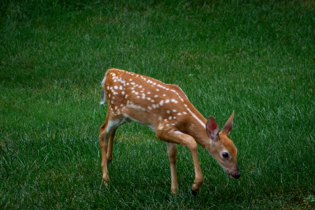 Fawn