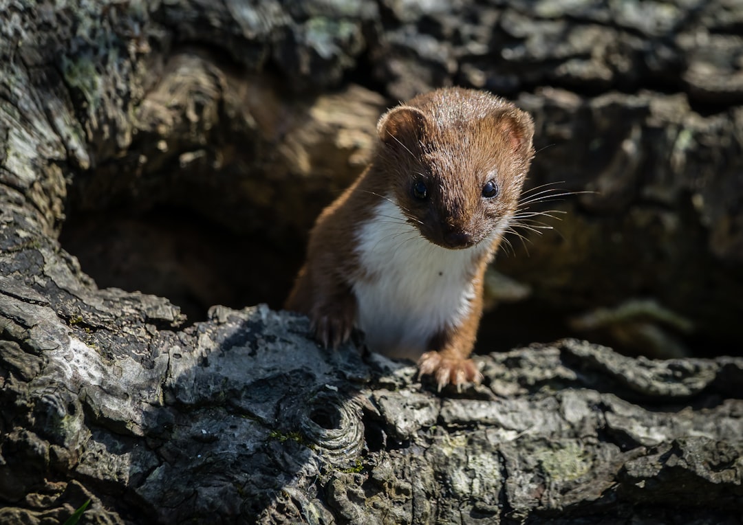 Weasel