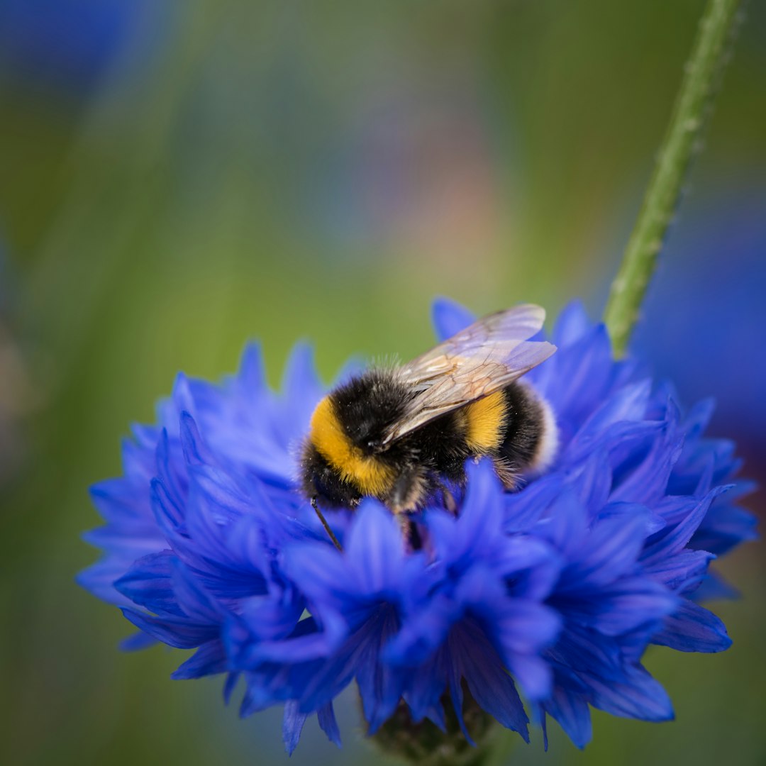 Bumblebee