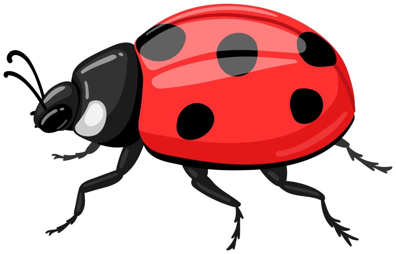Ladybird