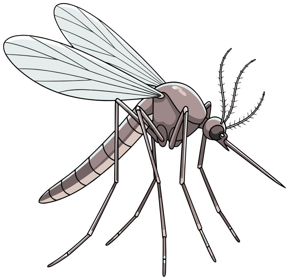 Mosquito