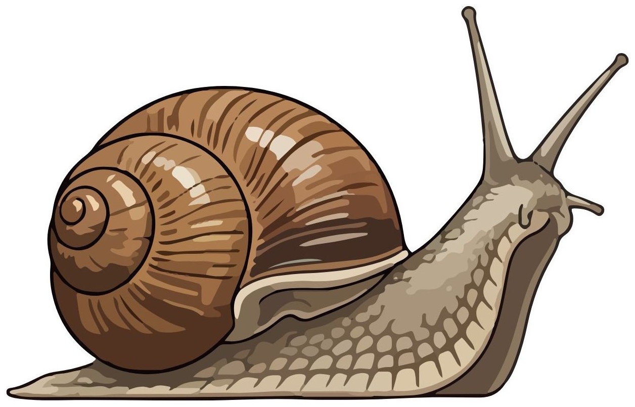 Snail