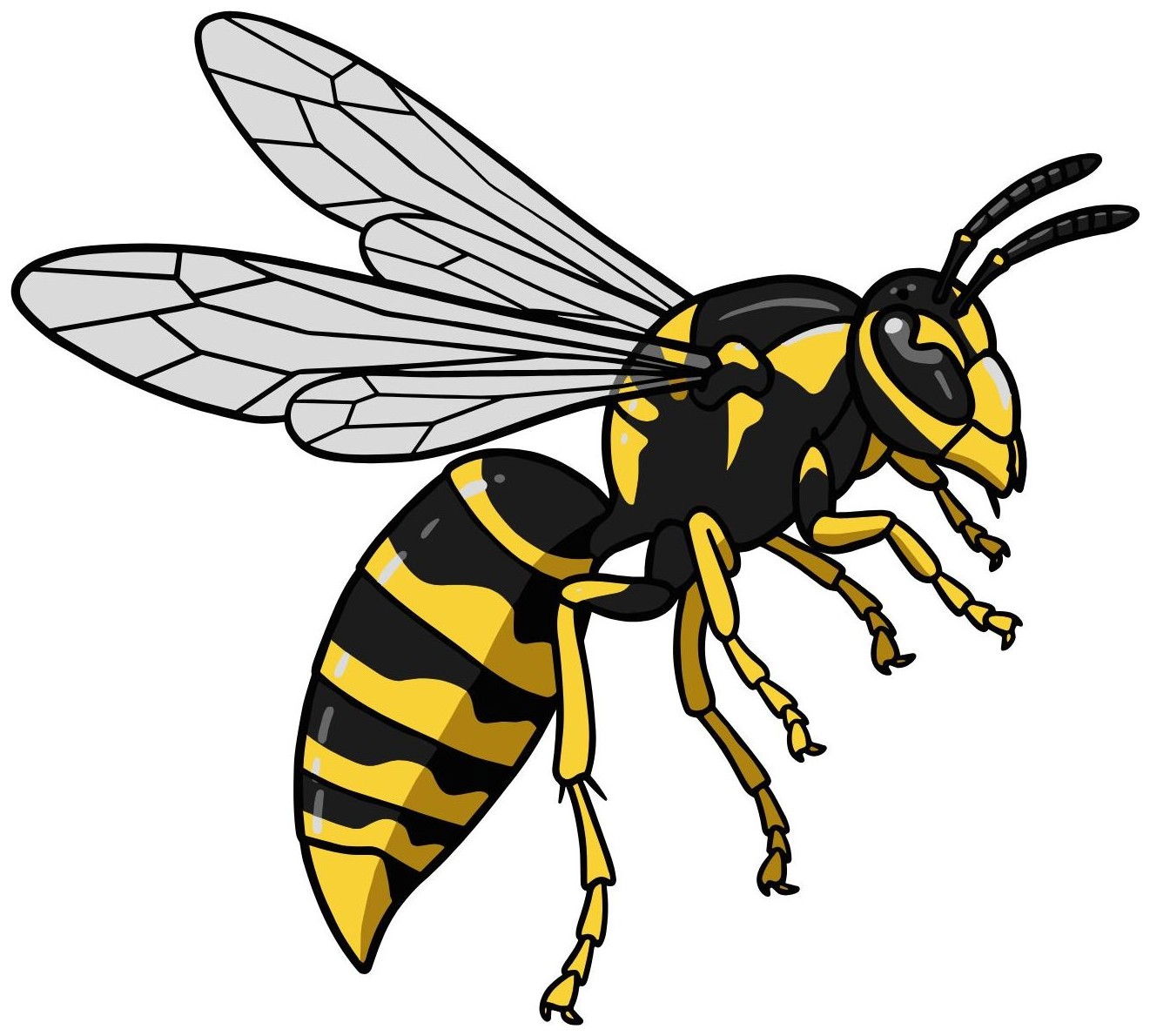 Wasp