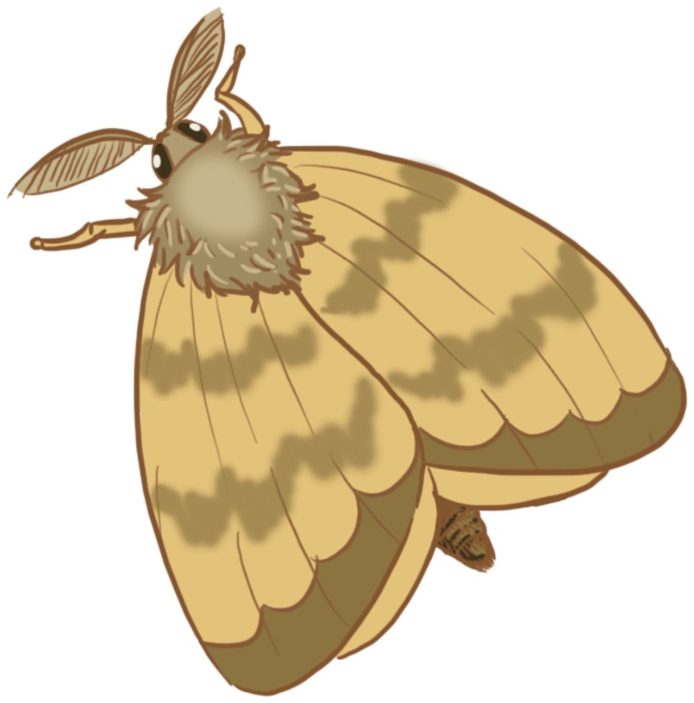 Moth