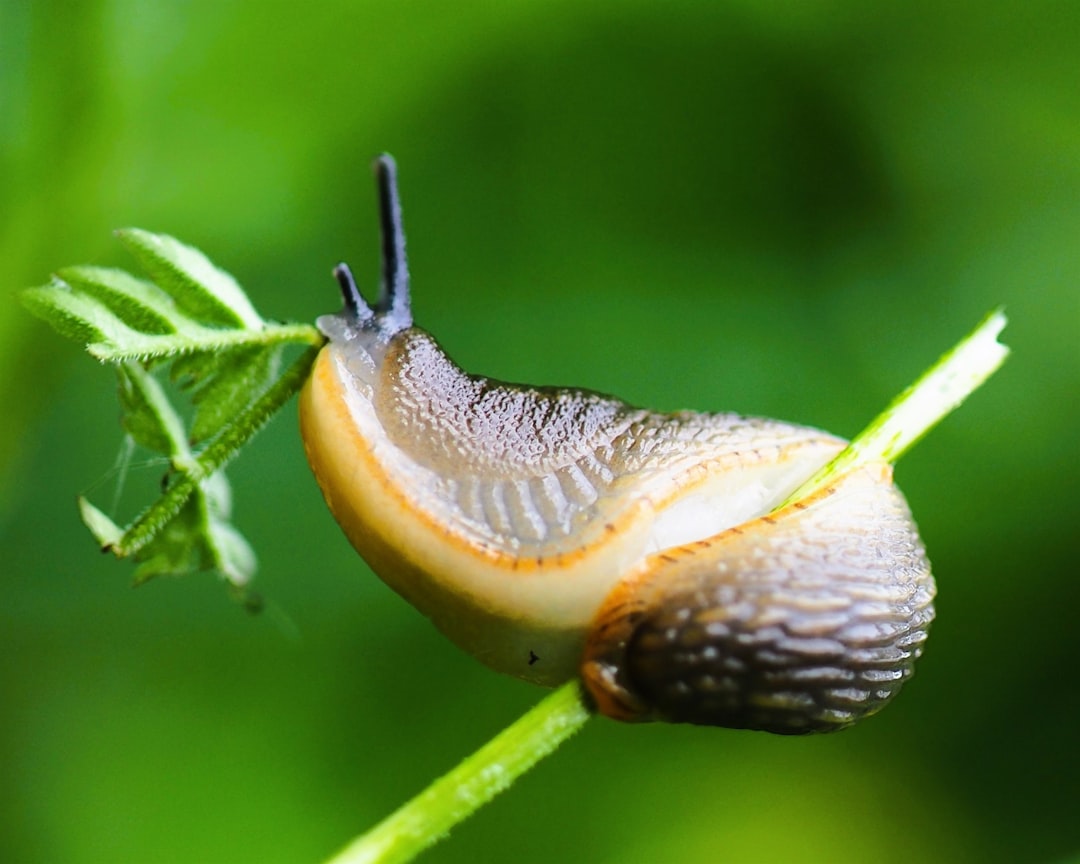 Slug