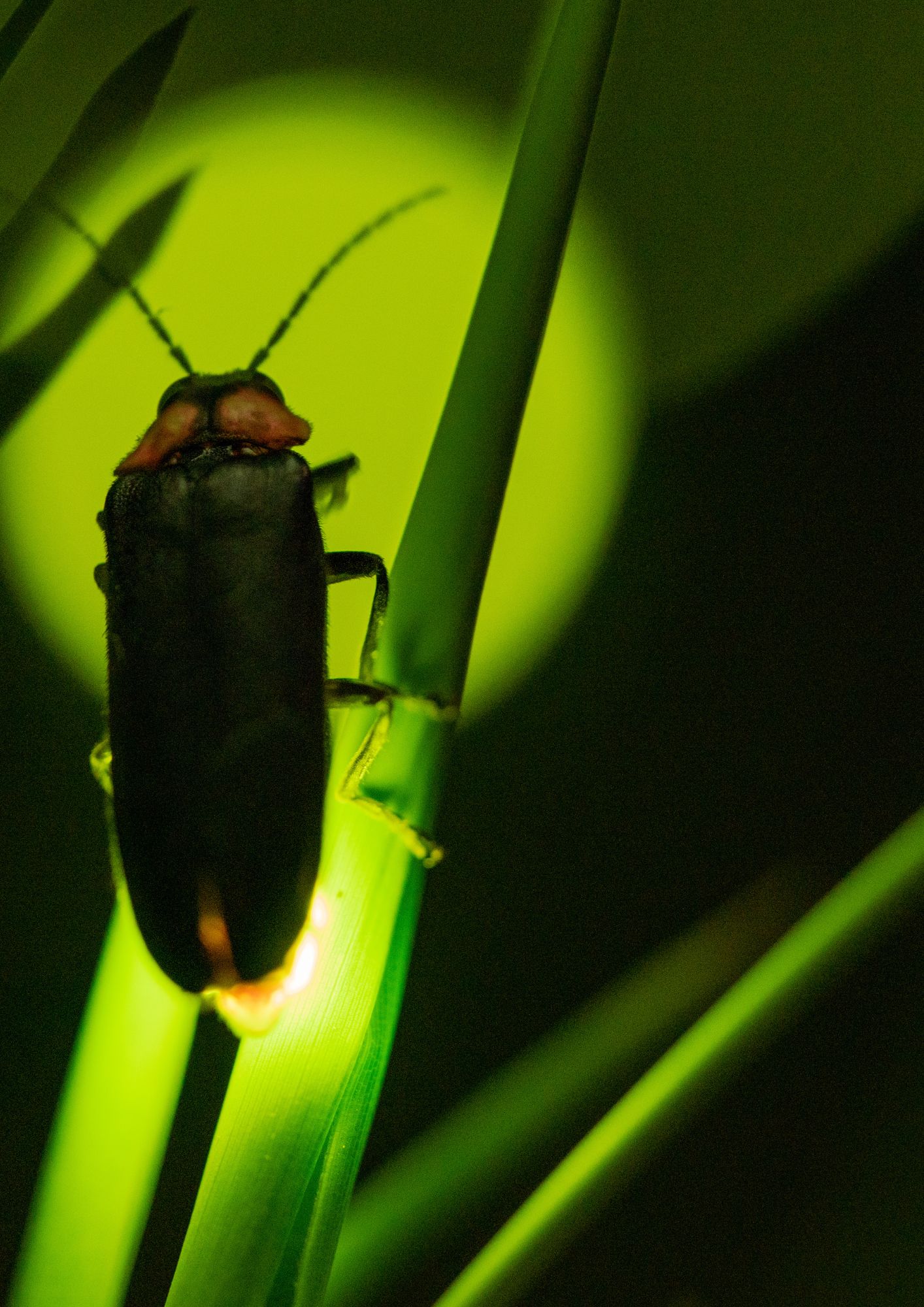 Firefly