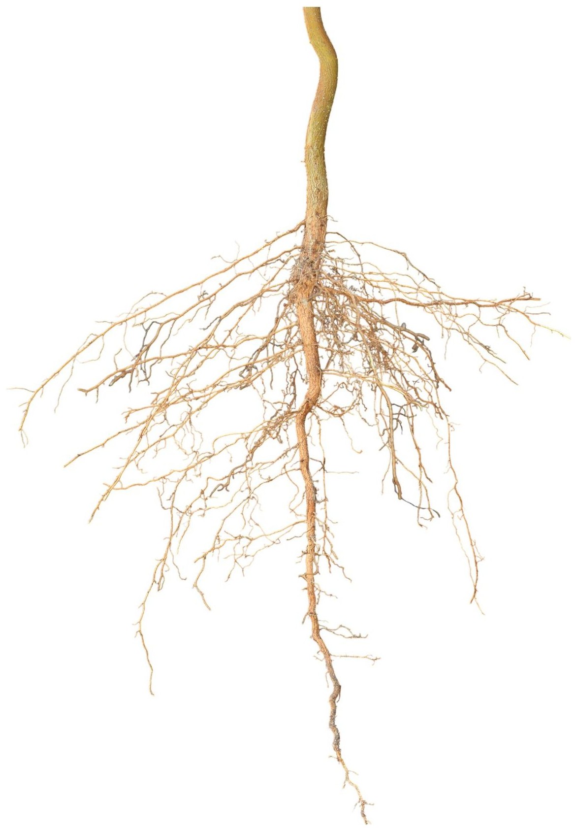 Roots