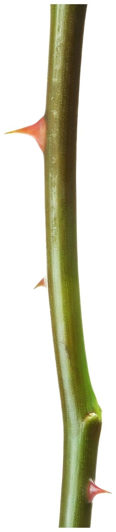 Stem