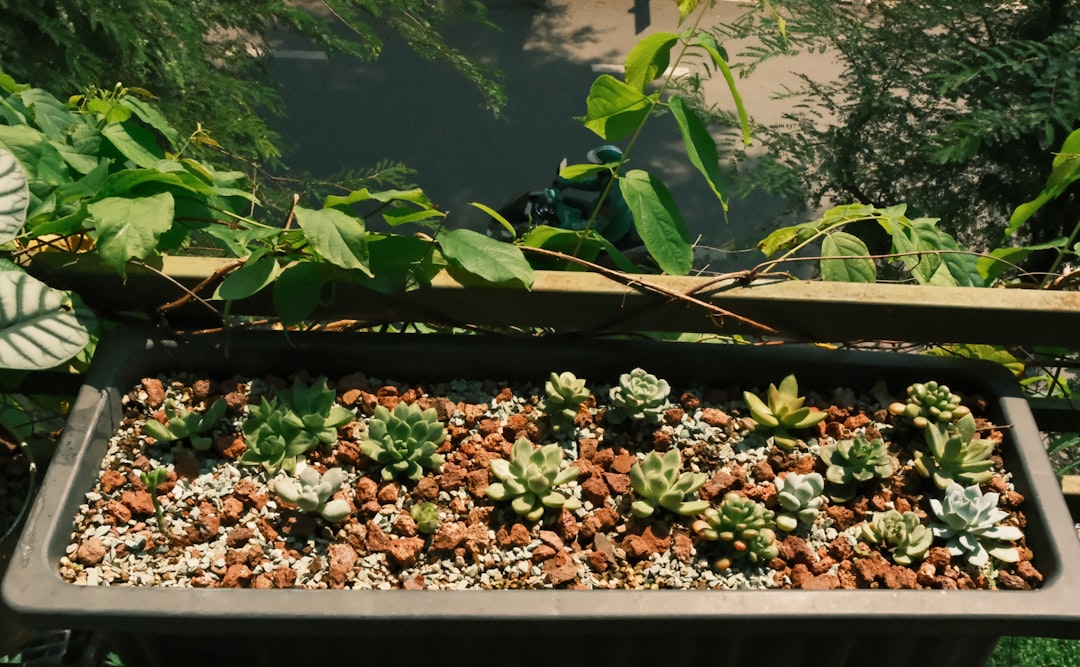 Plant Bed