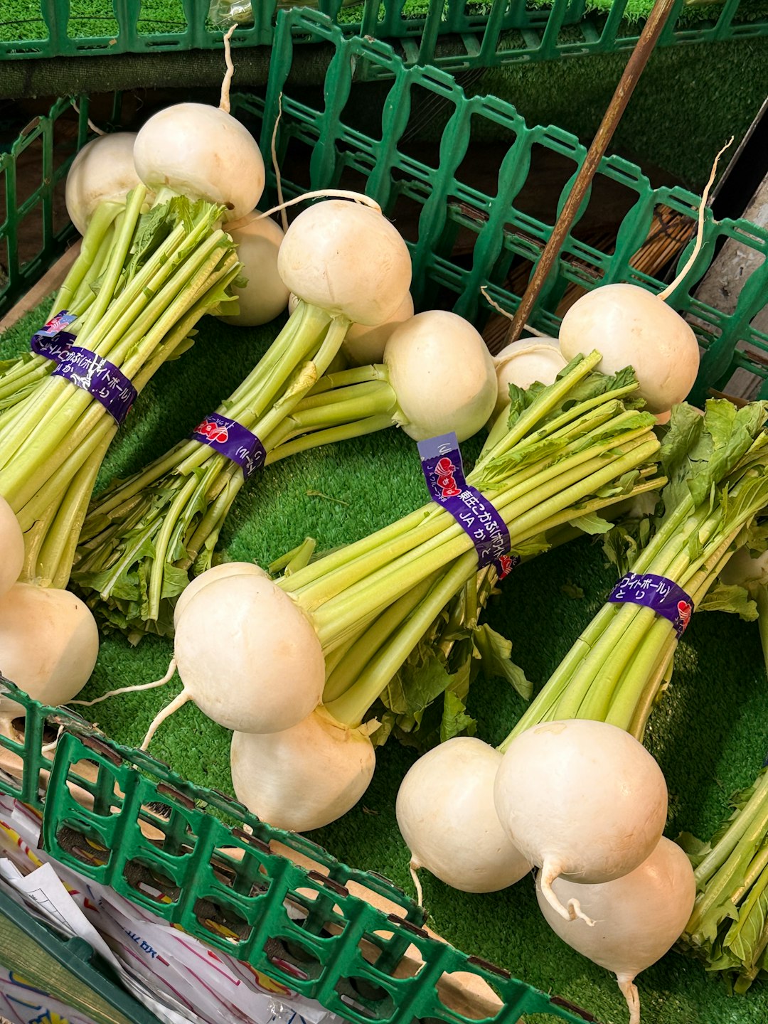 Turnip