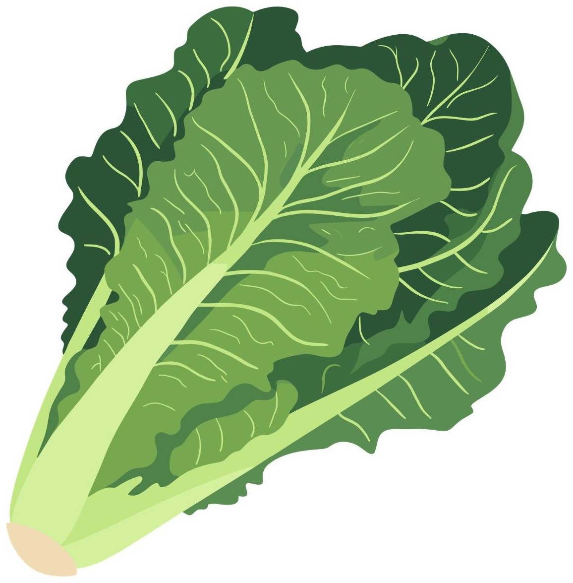 Lettuce
