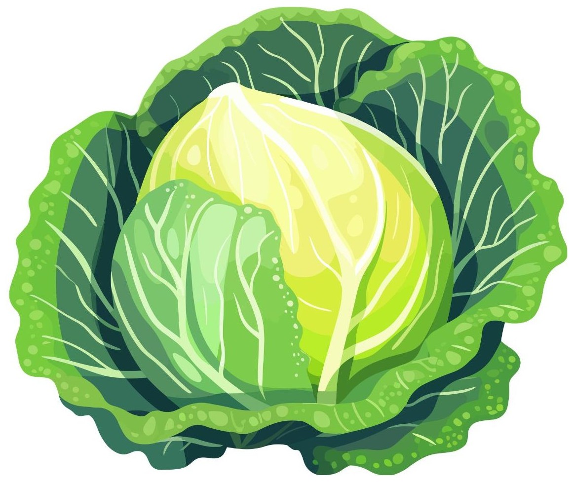 Cabbage
