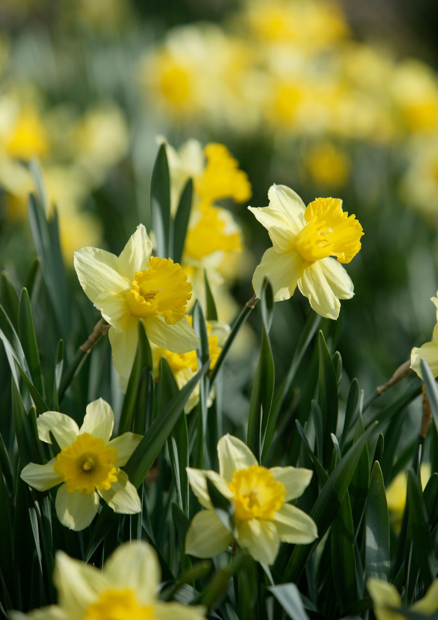 Daffodils