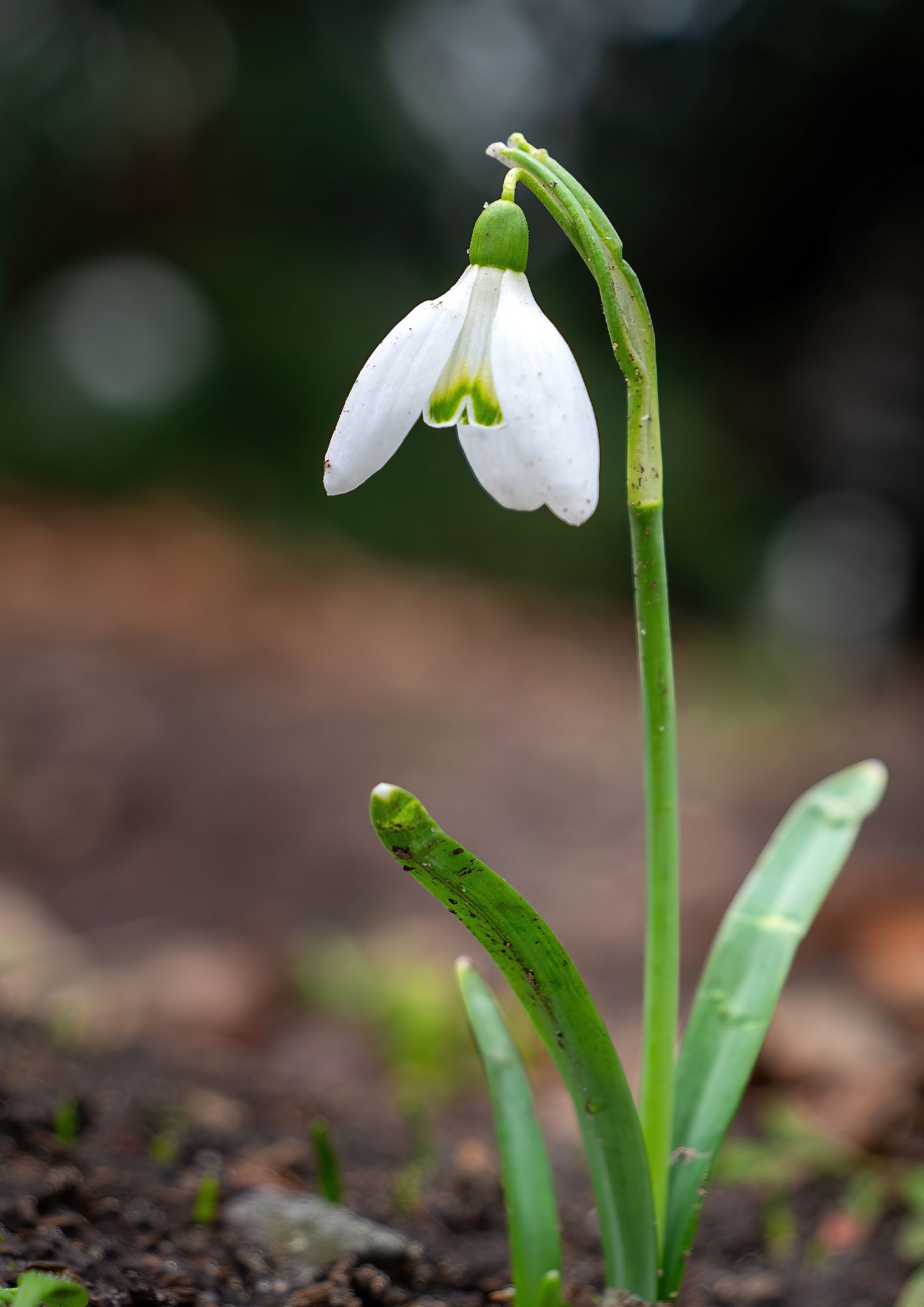 Snowdrop