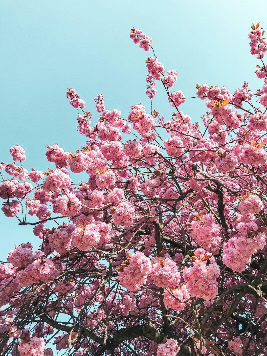 Is the tree full of leaves or blossom?