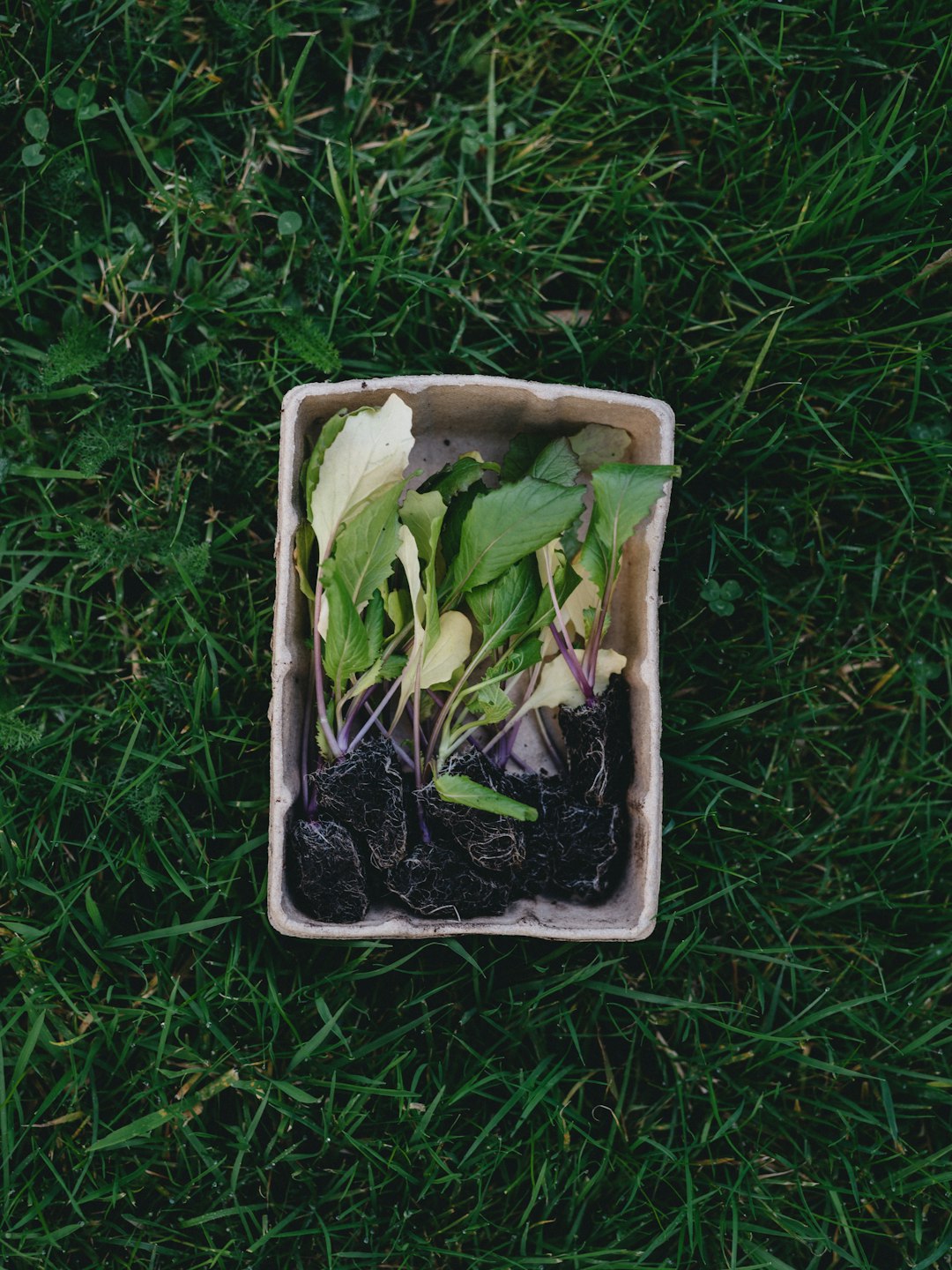 Biodegradable