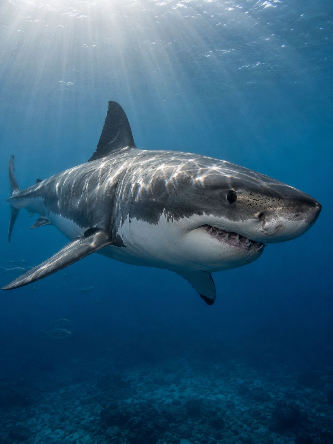 Great White Shark