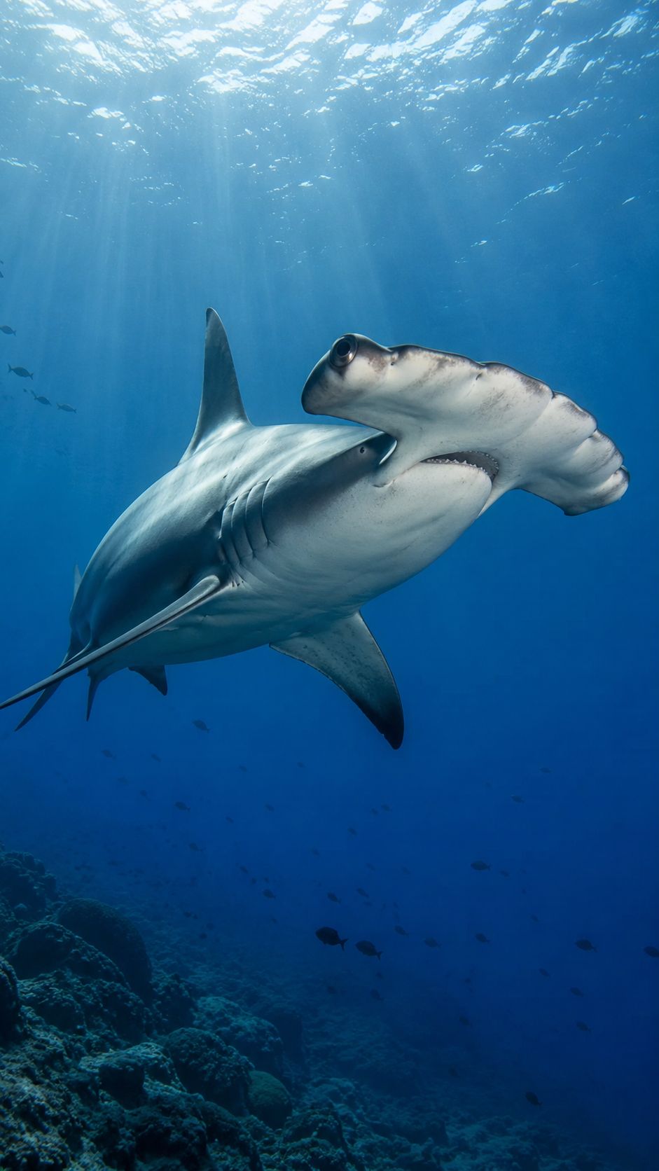 Swordfish