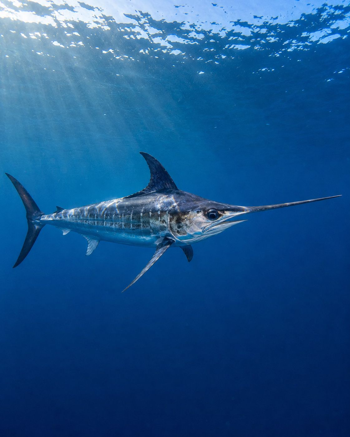 Bluefin Tuna