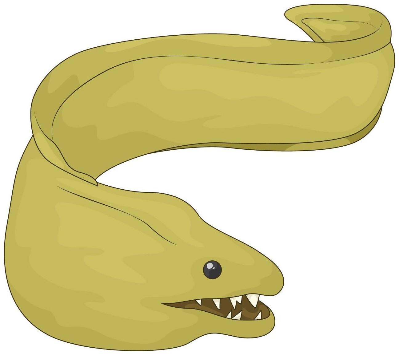 Eel