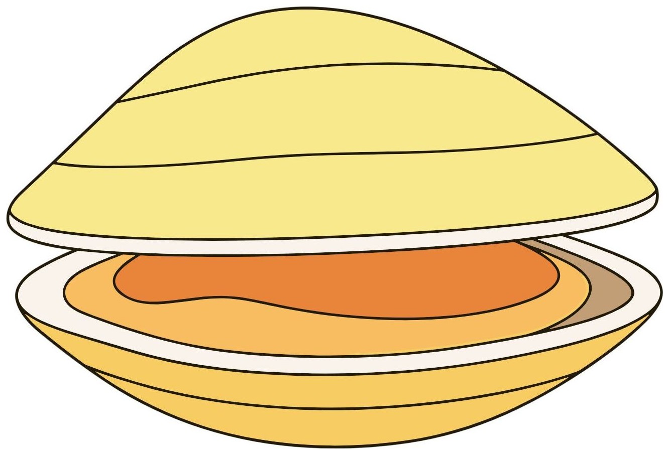 Clam