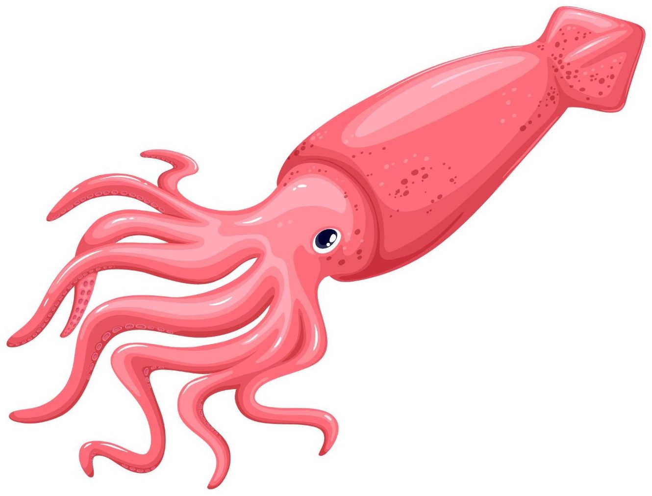 Squid